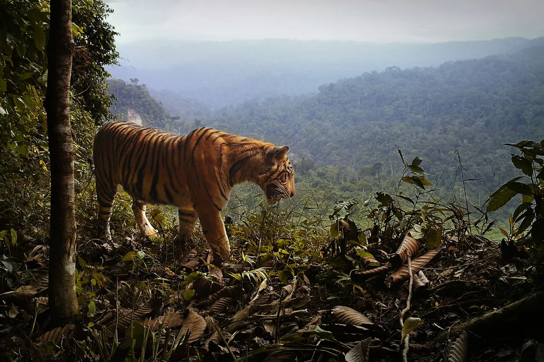 Act Now to Save India\'s Tigers