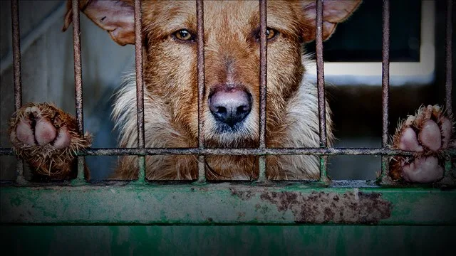 Stop Animal Abuse!!!!!!!!!!