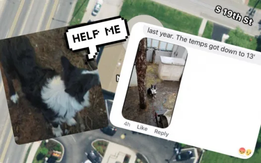Save Poor Prince Border Collie