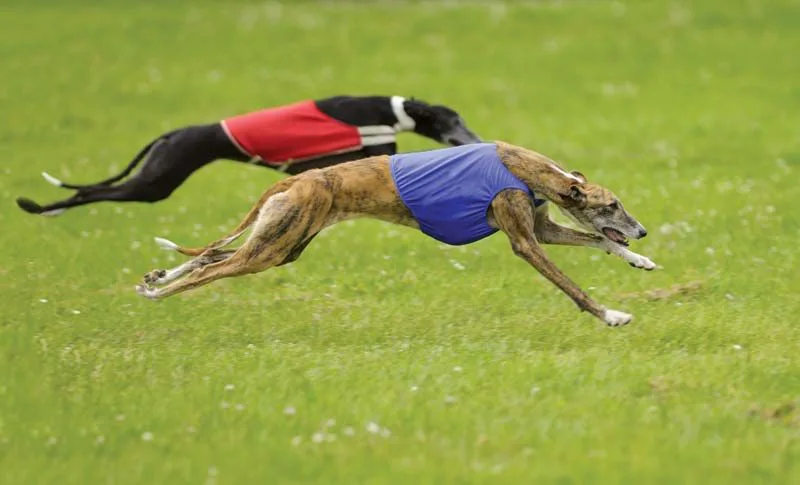 End Greyhound Racing In Victoria