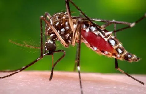We Need an Encephalitis Only Equine Vaccine