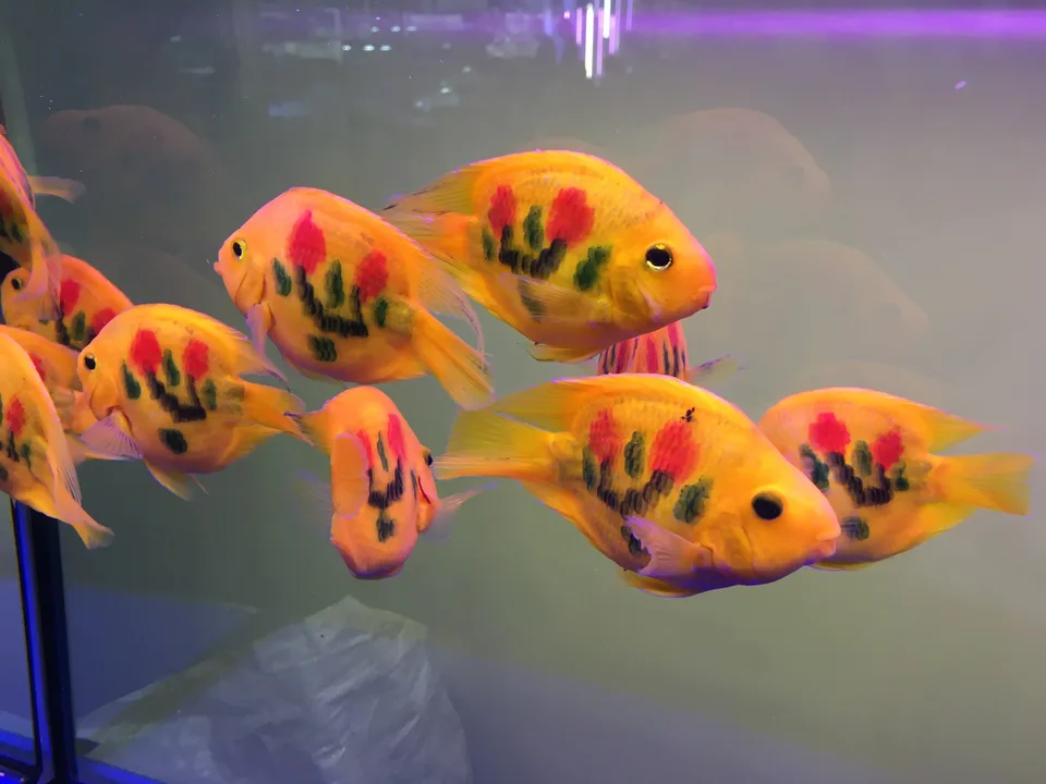 Fish Tattooing