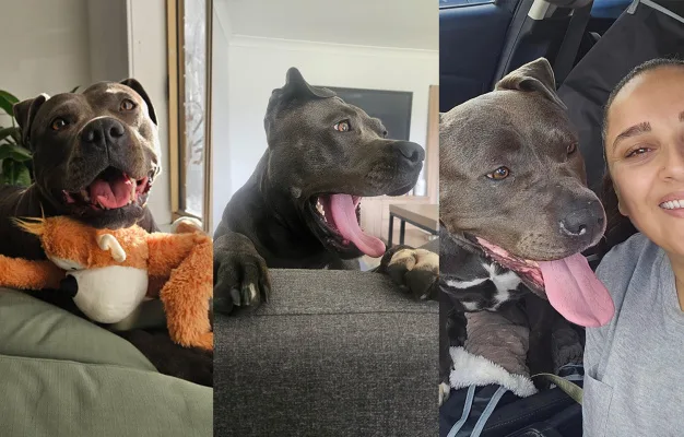Frankie is not a "dangerous dog"