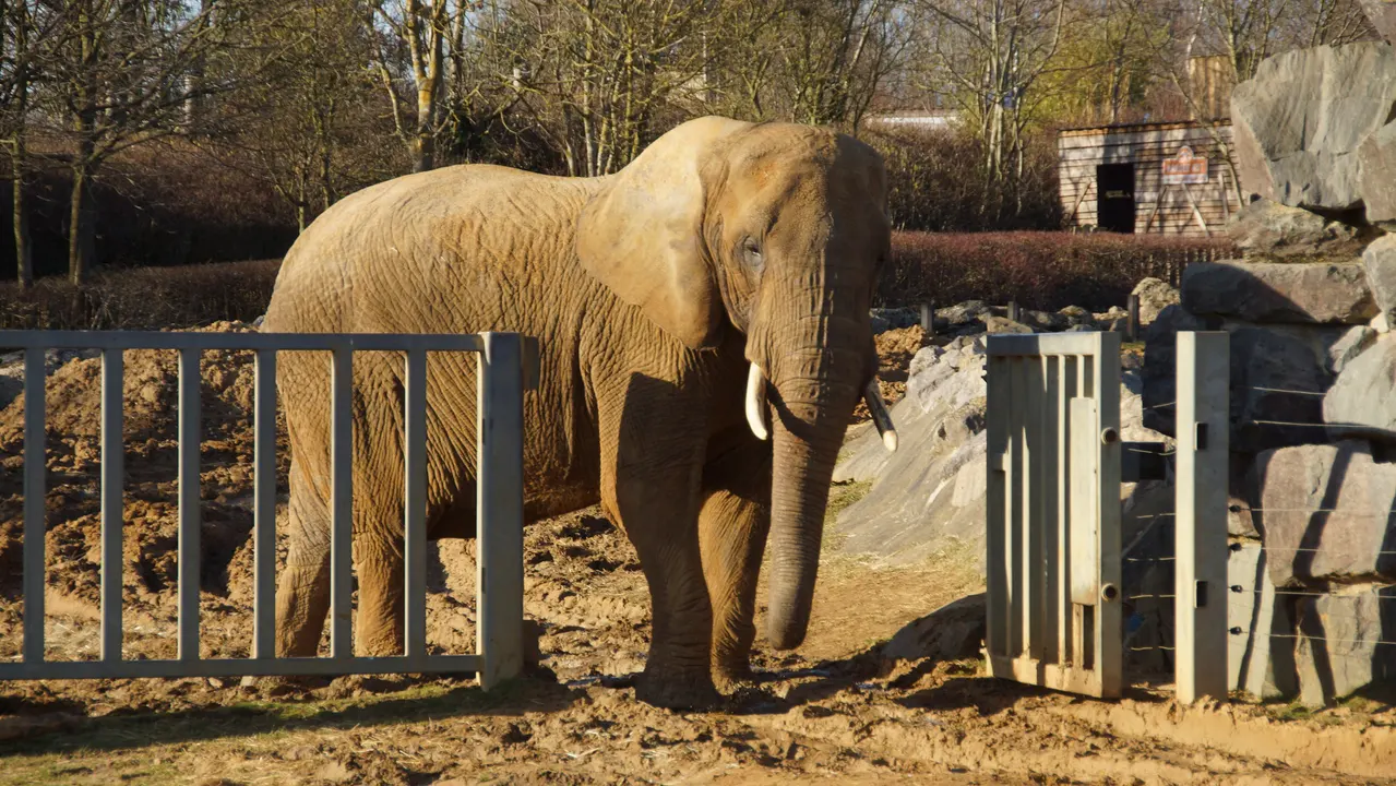 Petition to Protect Zoo Animals in War Zones