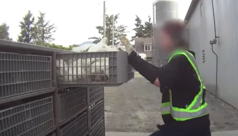 Cameras on Factory Farms to catch Animal Abusers