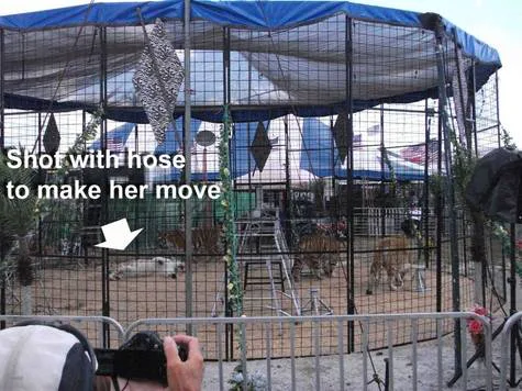 Tell Fair to Send Tigers Home