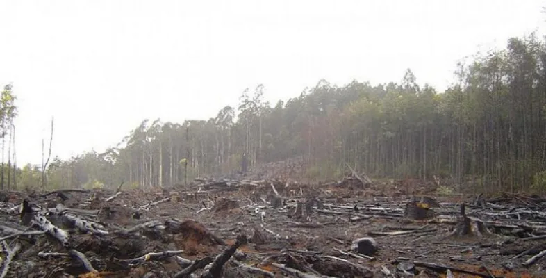 help stop global deforestation