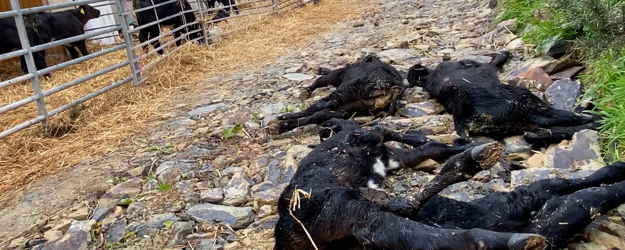 Stop cow massacre in Mauritius!