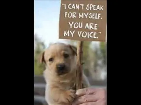 Stop Animal Cruelty!