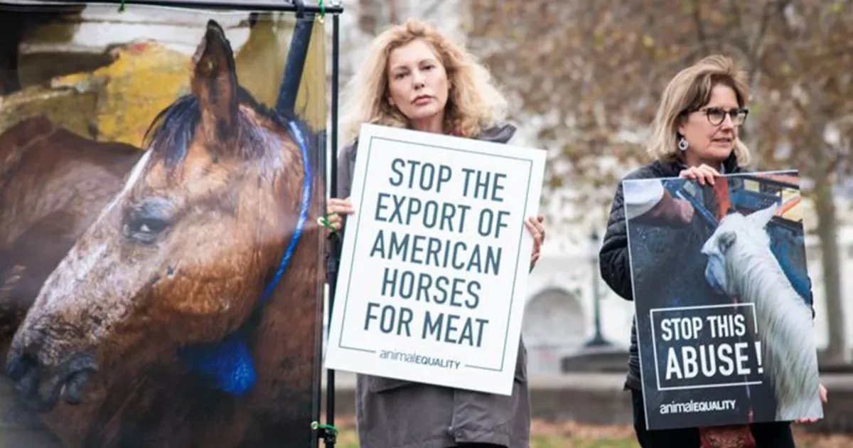 Let's not horse around.