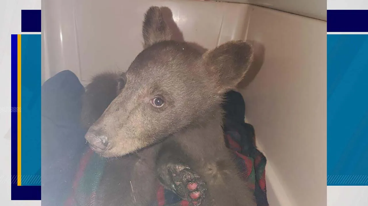 Save Boo Boo, the injured Idaho Bear Cub