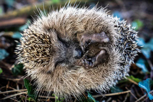 Hedgehogs Legalized in California