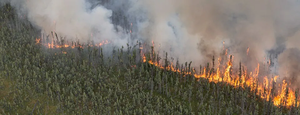 EXIGIMOS MEDIDAS DE PREVENÇÃO DE INCÊNDIOS FLORESTAIS / FIRES POLICY NOW!