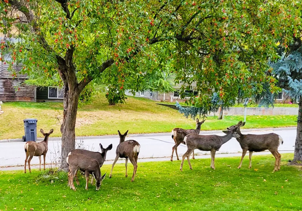 Let's relocate the deer !! Stop the Cull !! (Put address beside your last name or in comments!!)