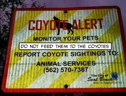 Seal Beach Coyotes Must Be Stopped!
