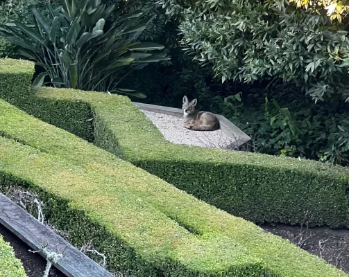 Belvedere Residents Demand Action on Coyotes