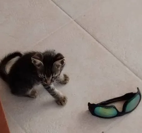 Help Strays in Crete