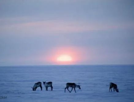 Help Save ANWR!