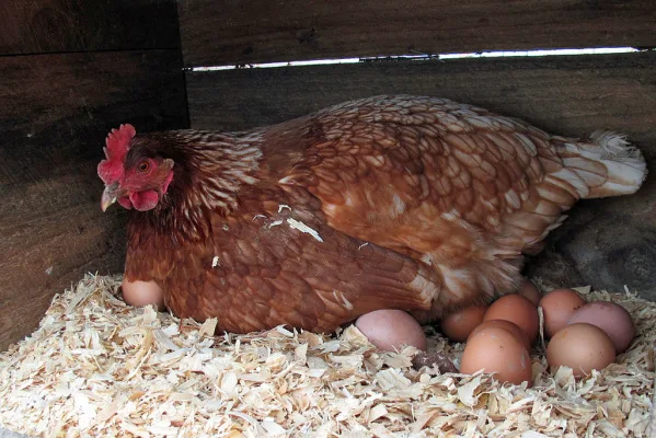Allow Backyard Chickens in Oak Forest