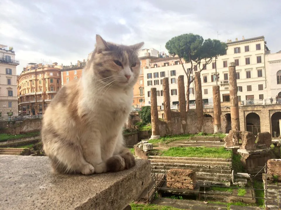Save the Cats of Rome