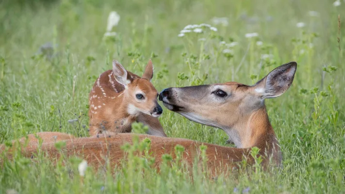 Petition to Ontario's Ministry of Natural Resources: Subject: White-Tailed Deer Management in Wildlife Management Unit 84 (WMU 84)