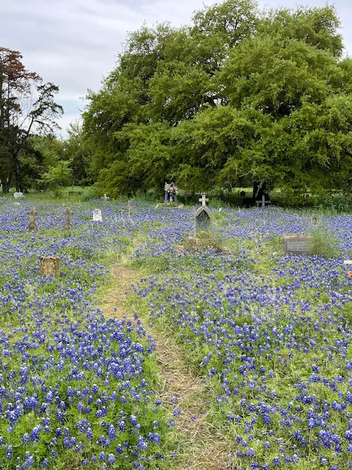 Save and Restore the Bluebonnets at Oaklawn Cemetery