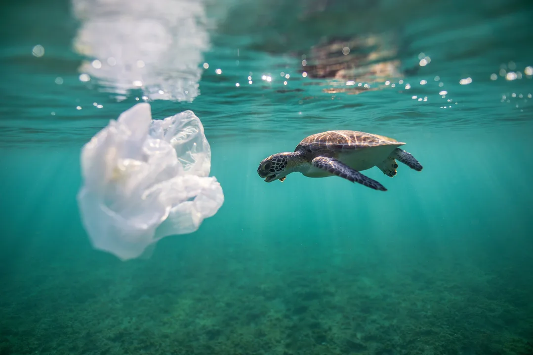 Stop The Sale of Living key chains!