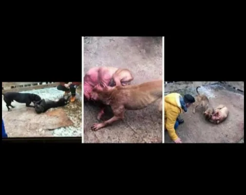 Peticioni - trajtim human i kafshave endacak dhe shtepiak
