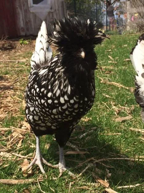 Evansville (Wisconsin) Backyard Chickens