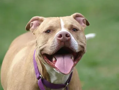 reverse pittbull ban in ontario