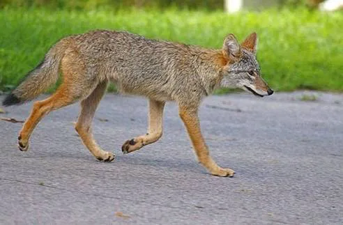 Protect our coyotes
