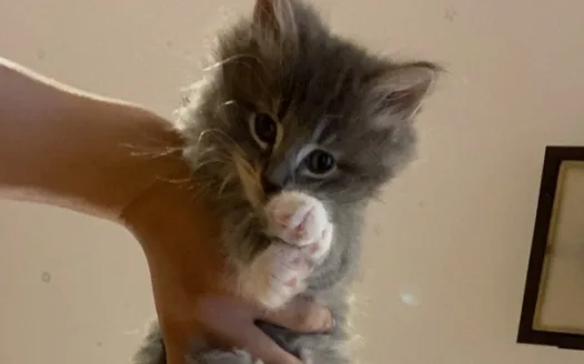 Baby Kittens!