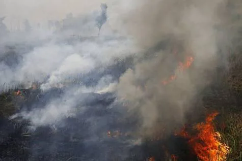 Indonesias deforestation with fire