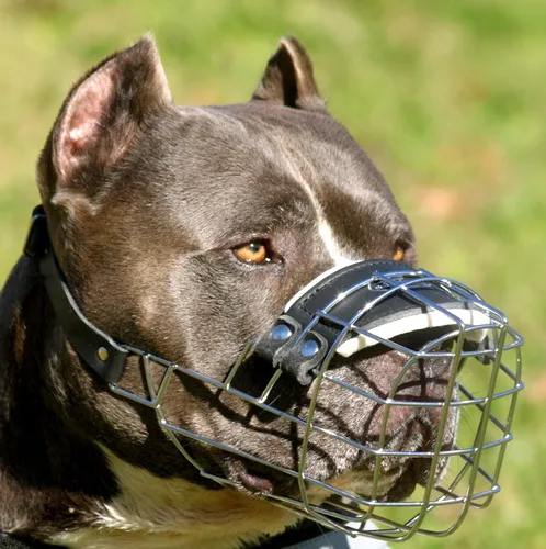 Stricter laws for high risk pets
