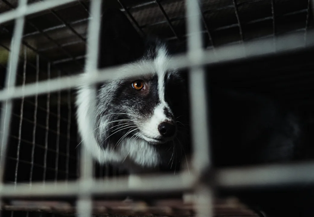 Animal Rights  - The China Fur Trade
