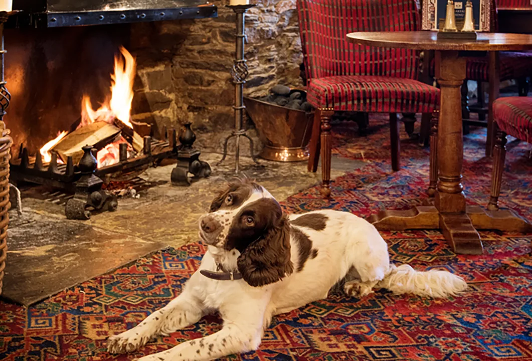 Save Bodger the Pub Dog!