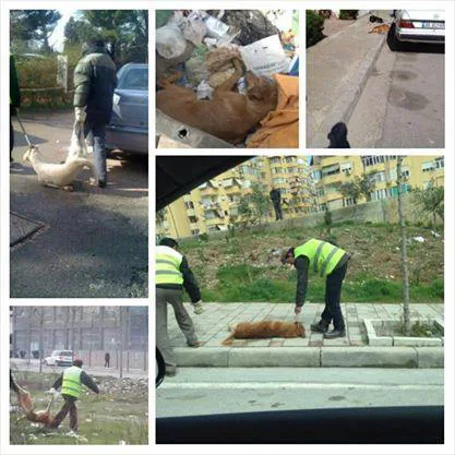Lulzim Basha, Mayor of Tirana, Stop the mass killing of stray dogs in Tirana