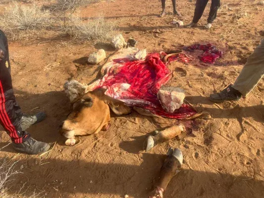Prevent bail for well known poachers