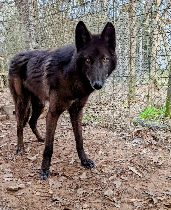 SAVE POTH! Against the Passing of the Proposed Wild Animal Ordinance