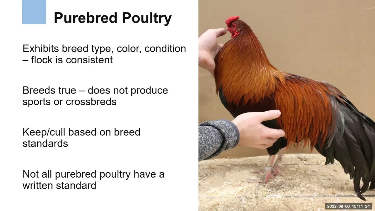 Queensland Action Group for the Preservation of Pure Bred Poultry