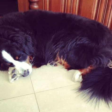Dog Dog Dog (Dog) Please.