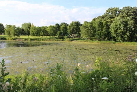 Save Our Pond!
