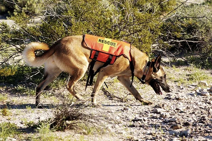 Send sniffer dogs to portugal to find madeleine