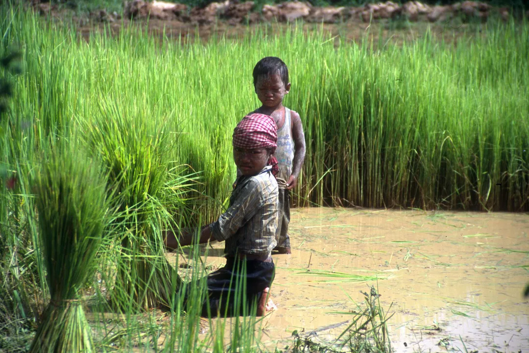 Child Labor Petition