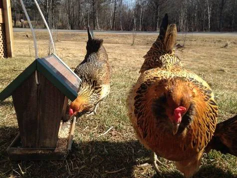 Please help legalize backyard chickens in Thomson township
