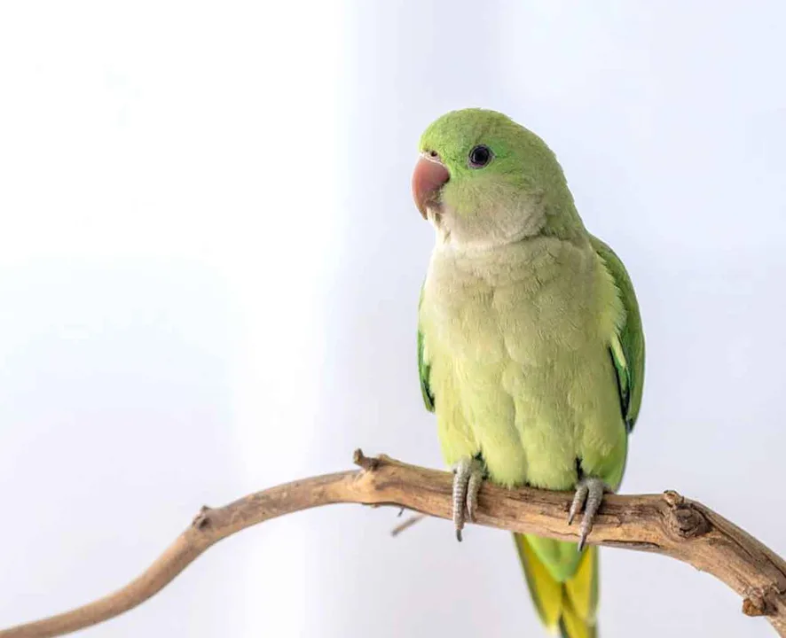 Protect Quaker parakeets in New York State/Protect sale of unweaned birds in New York State
