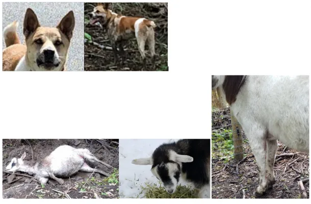 Removal of Dangerous Canine