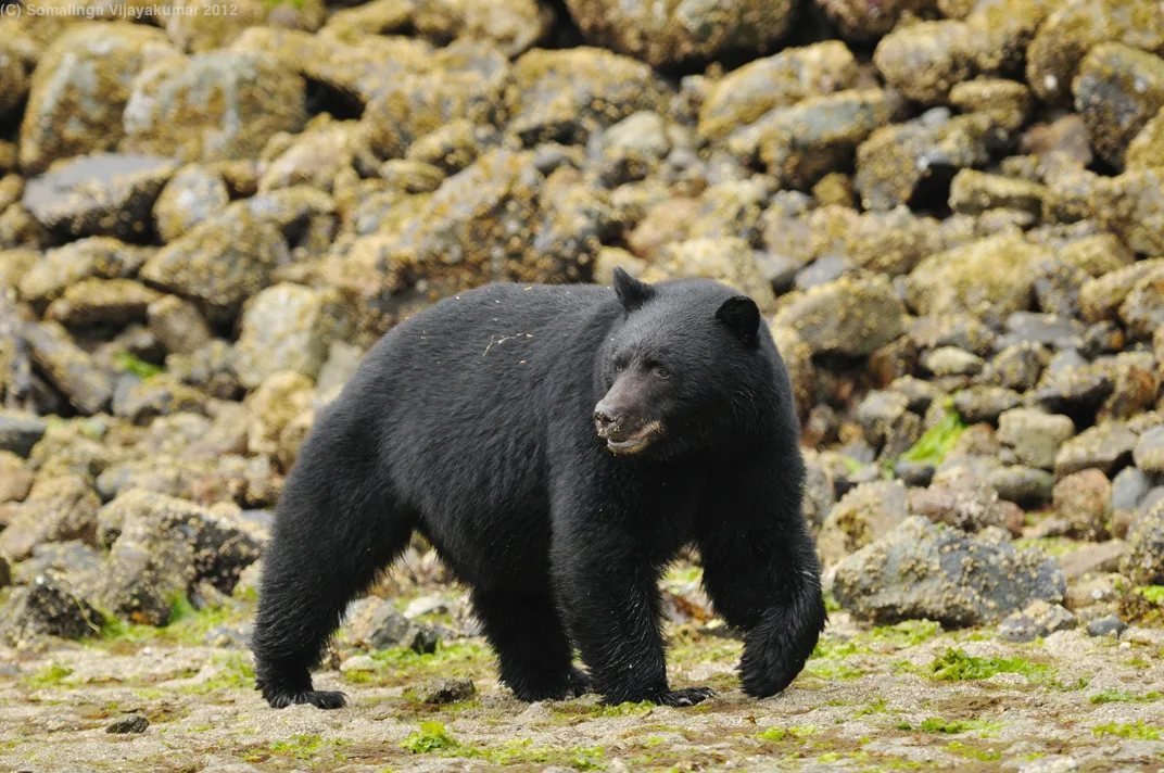PROTECTING VANCOUVER BLACK BEARS