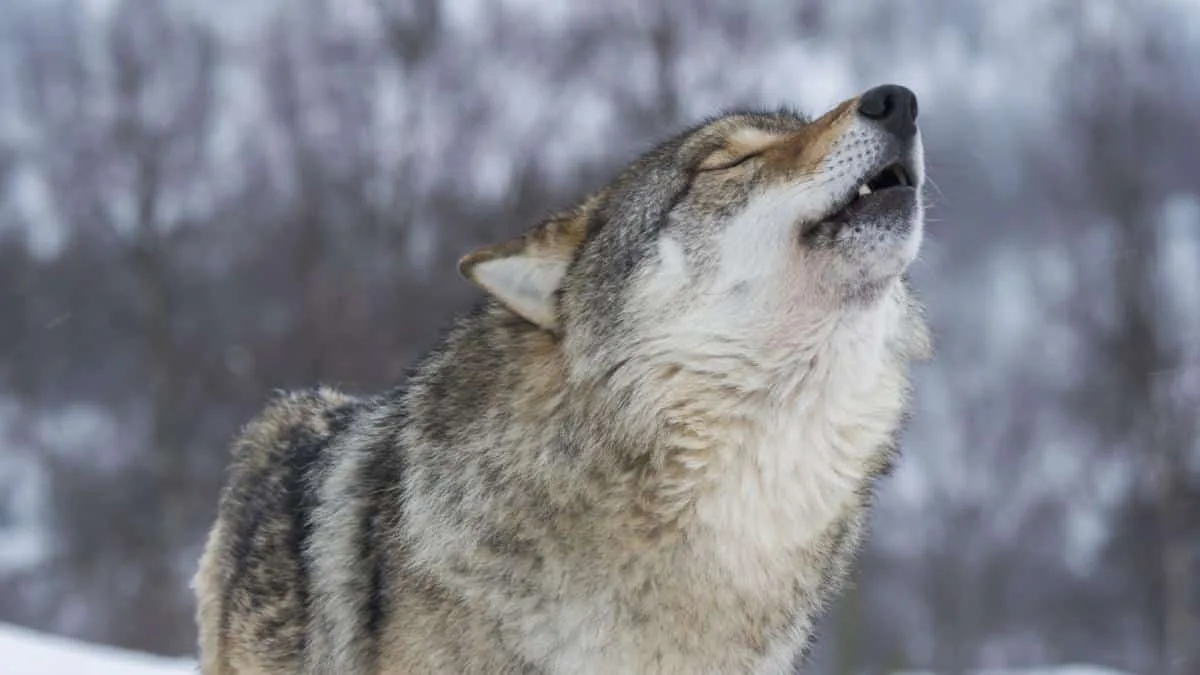 No Wisconsin Wolf Hunt!