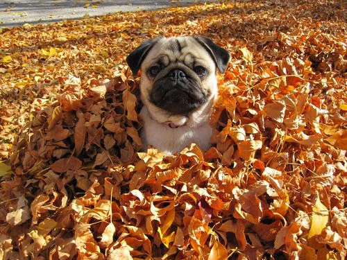 Streetside Leaf Vacuum Service for Montgomery! :)